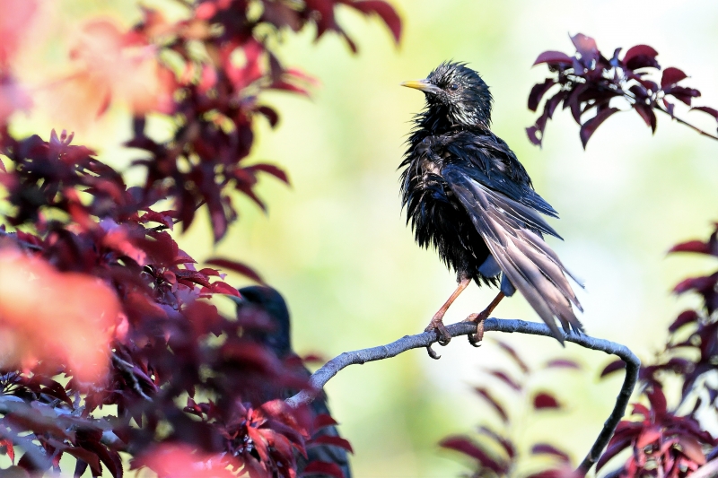 Photo Oiseaux Etourneau sansonnet (Sturnus vulgaris)