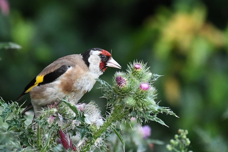 Photo Oiseaux Chardonneret élégant (Carduelis carduelis)