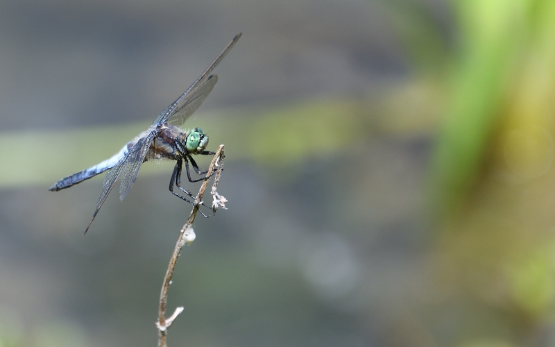 Photo Insectes Libellule déprimée (Libellula depressa)