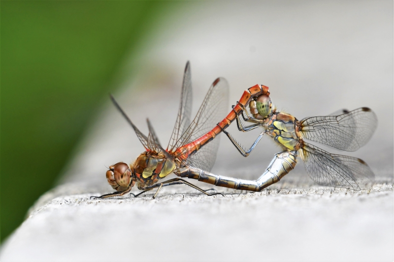 Photo Insectes Sympétrum strié (Sympetrum striolatum)