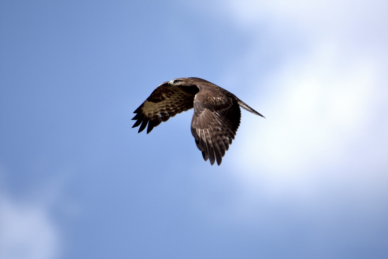 Photo Oiseaux Buse variable (Buteo Buteo)