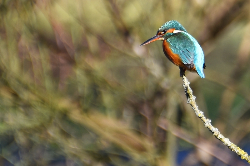 Photo Oiseaux Martin pêcheur d'Europe (Alcedo atthis)