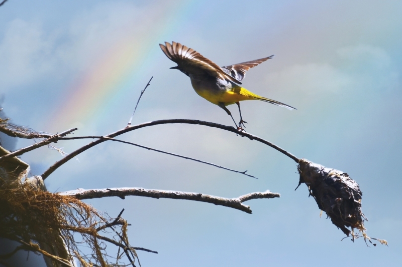 Photo Oiseaux Bergeronnette des ruisseaux (Motacilla cinerea)