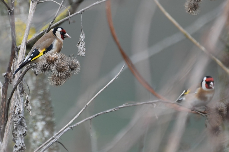 Photo Oiseaux Chardonneret élégant (Carduelis carduelis)