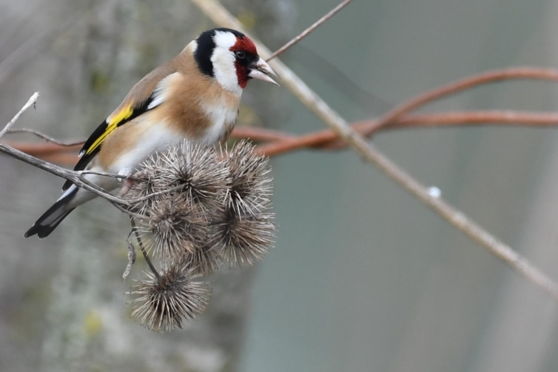 Photo Oiseaux Chardonneret élégant (Carduelis carduelis)