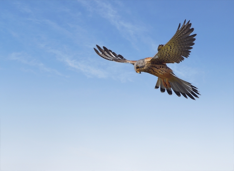 Photo Oiseaux Faucon crécerelle (Falco tinnunculus)