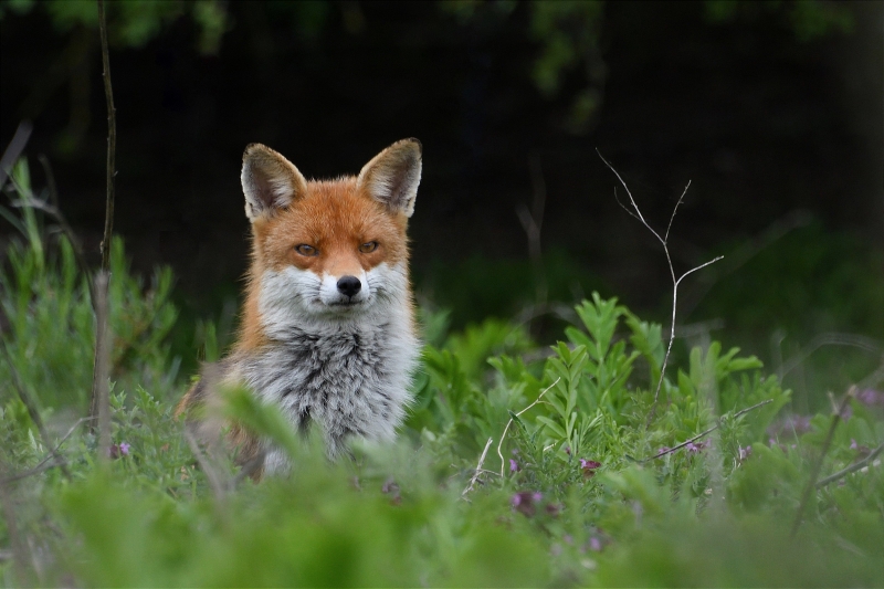 Photo Mammifères Renard roux (vulpes vulpes).