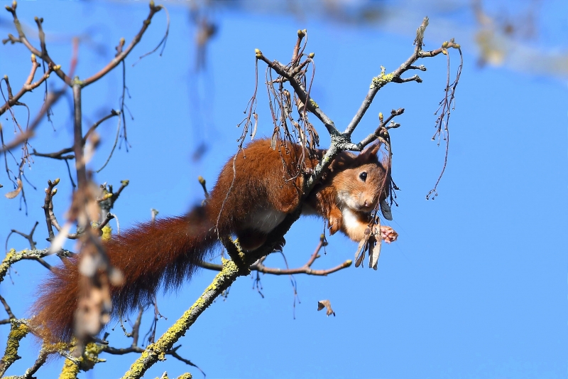 Photo Mammifères Ecureuil roux (Sciurus vulgaris)