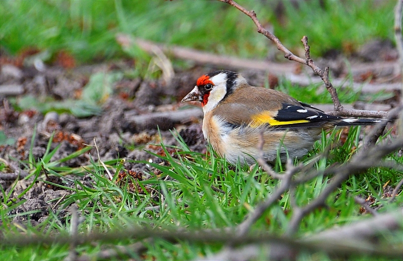 Photo Oiseaux Chardonneret élégant (Carduelis carduelis)