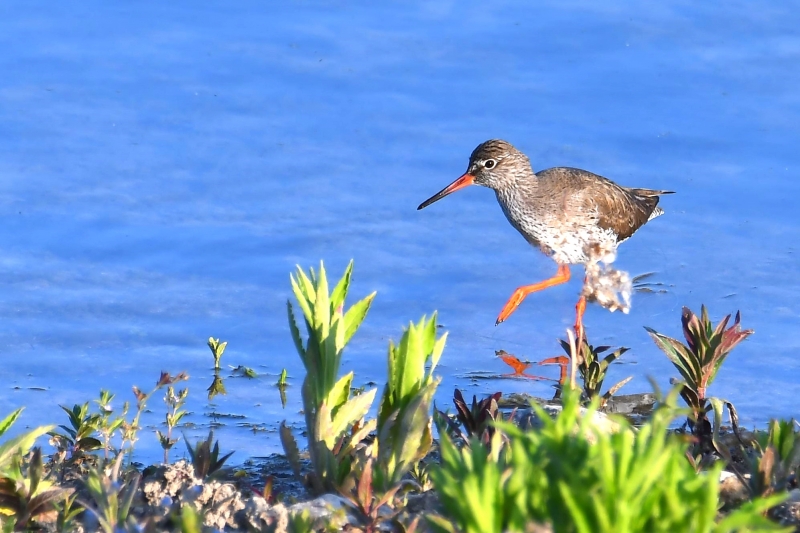 Photo Oiseaux Chevalier gambette (Tringa totanus)