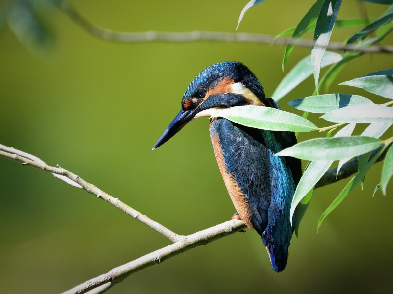 Photo Oiseaux Martin pêcheur d'Europe (Alcedo atthis)