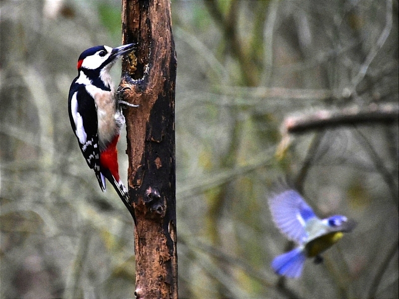 Photo Oiseaux Pic épeiche (Dendrocopos major)