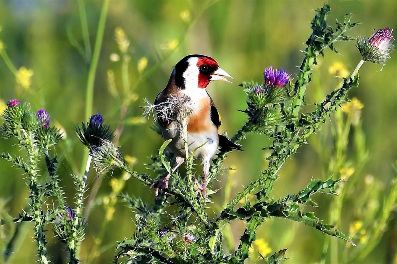 Photo Oiseaux Chardonneret élégant (Carduelis carduelis)