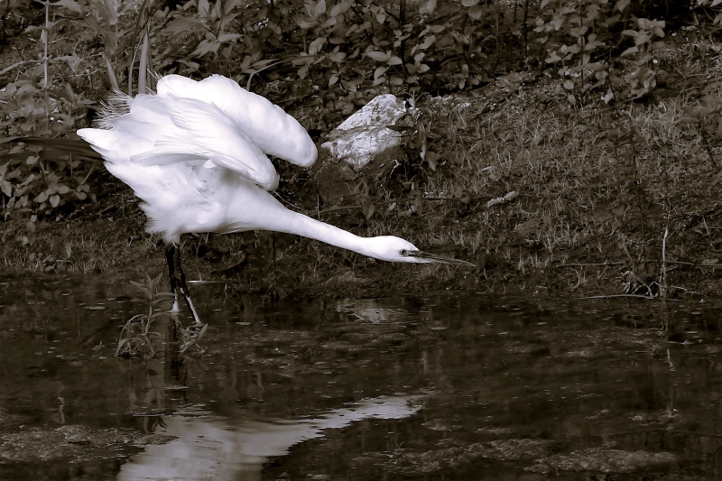 Photo Oiseaux Aigrette garzette (Egretta garzetta)