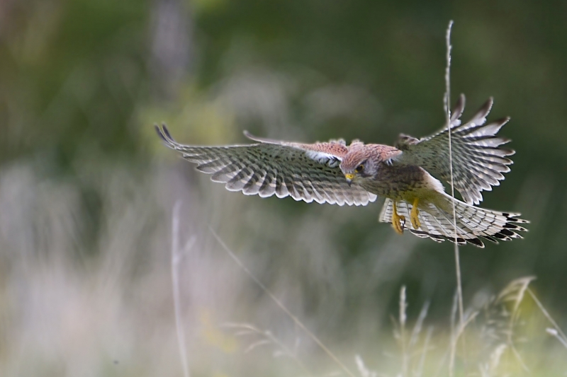 Photo Oiseaux Faucon crécerelle (Falco tinnunculus)