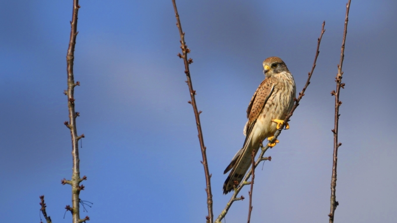 Photo Oiseaux Faucon crécerelle (Falco tinnunculus)