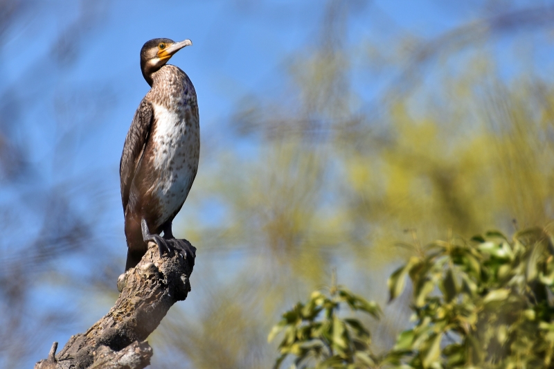 Photo Oiseaux Grand cormoran (Phalacrocorax carbo)