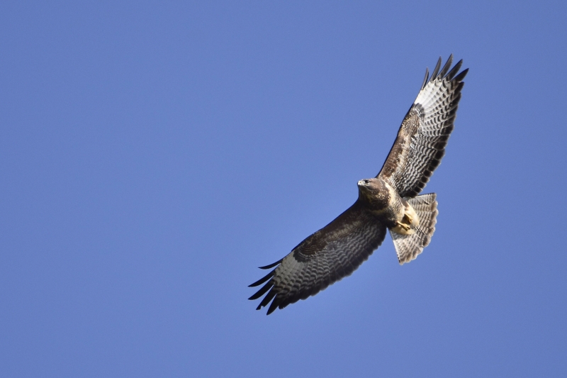 Photo Oiseaux Buse variable (Buteo Buteo)