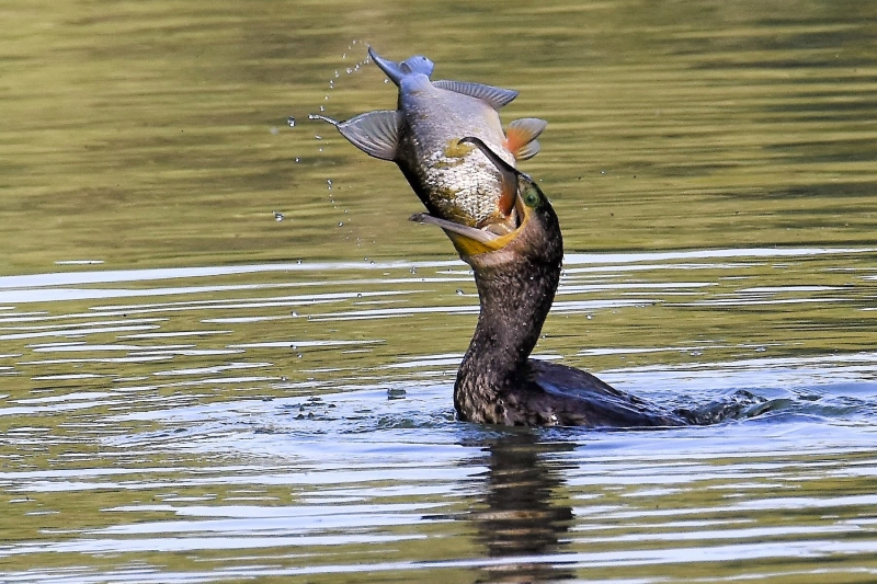 Photo Oiseaux Grand cormoran (Phalacrocorax carbo)