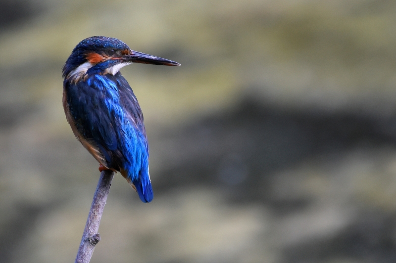 Photo Oiseaux Martin pêcheur d'Europe (Alcedo atthis)