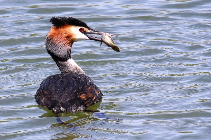 Photo Oiseaux Grèbe huppé (Podiceps cristatus)