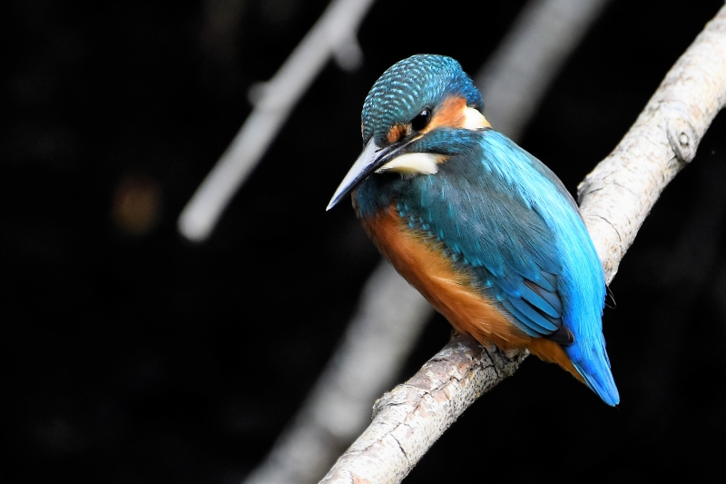 Photo Oiseaux Martin-pêcheur d'Europe (Alcedo atthis)