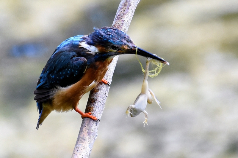 Photo Oiseaux Martin-pêcheur d'Europe (Alcedo atthis)