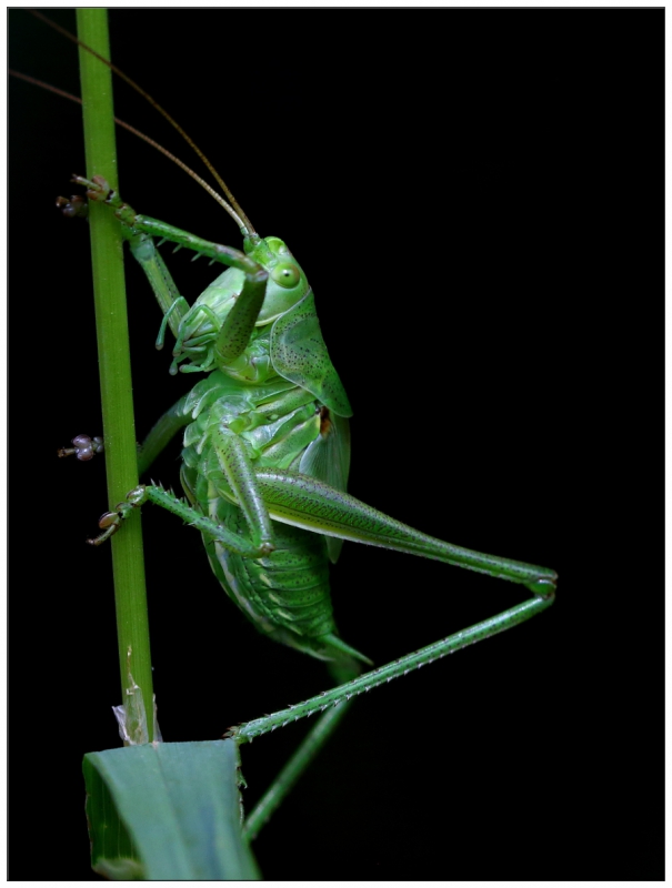 Insectes et Araignées tettigonia viridissima