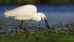 Oiseaux Aigrette garzette (Egretta garzetta)