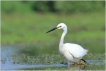 Oiseaux Aigrette garzette (Egretta garzetta)