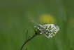 Insectes aurore (anthocaris cardamines)