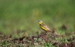 Oiseaux Bergeronette printanière (Motacilla flava)