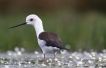 Oiseaux Echasse Blanche (Himantopus himantopus)