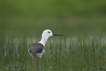 Oiseaux Echasse Blanche (Himantopus himantopus)