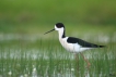 Oiseaux Echasse Blanche (Himantopus himantopus)