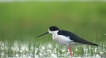 Oiseaux Echasse Blanche (Himantopus himantopus)