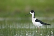 Oiseaux Echasse Blanche (Himantopus himantopus)