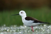 Oiseaux Echasse Blanche (Himantopus himantopus)