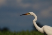 Oiseaux Grande aigrette (Ardea alba)