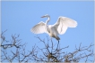 Oiseaux Grande aigrette (Ardea alba)