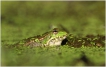 Amphibiens Grenouille verte \