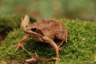 Amphibiens Grenouille agile (Rana dalmatina)