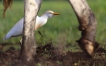 Oiseaux Héron garde-boeufs (Bubulcus ibis)