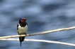 Oiseaux Hirondelle rustique (Hirundo rustica)