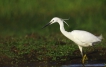 Oiseaux Aigrette garzette (Egretta garzetta)