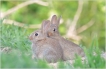 Mammifères Lapin de garenne (Oryctolagus cuniculus)