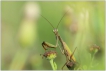  Mante religieuse (Mantis religiosa)