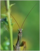  Mante religieuse (Mantis religiosa)