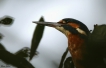 Oiseaux Martin-pêcheur d\'Europe (Alcedo atthis)