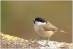 Oiseaux Mésange nonnette (Poecile palustris)